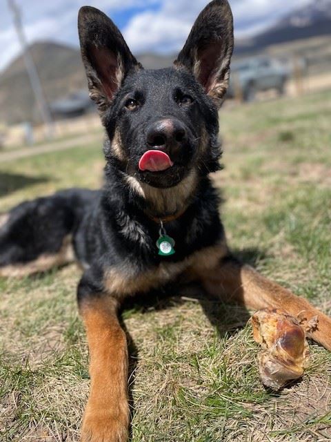 Dog With License Tag
